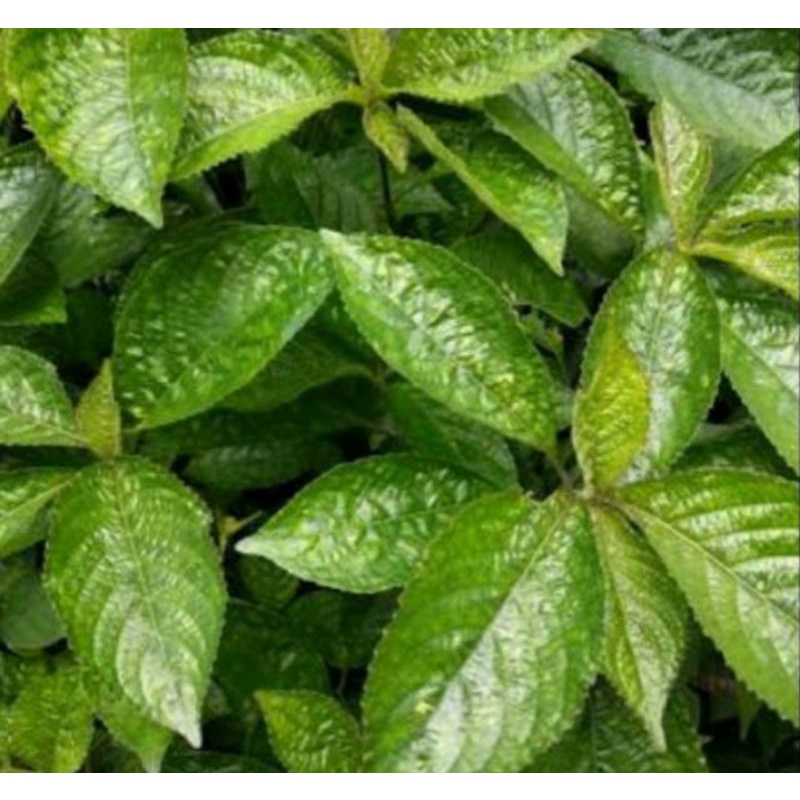 

DAUN PECAH BELING/KECI BELING SEGAR per gr