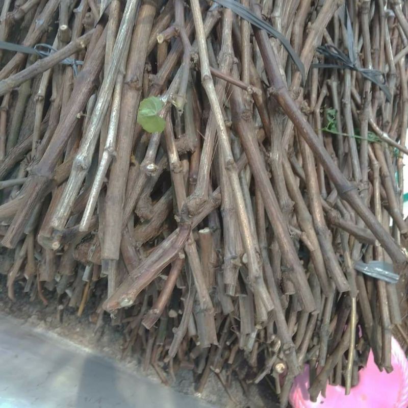 Cutting tanaman anggur lokal untuk bahan rostock anggur impor.