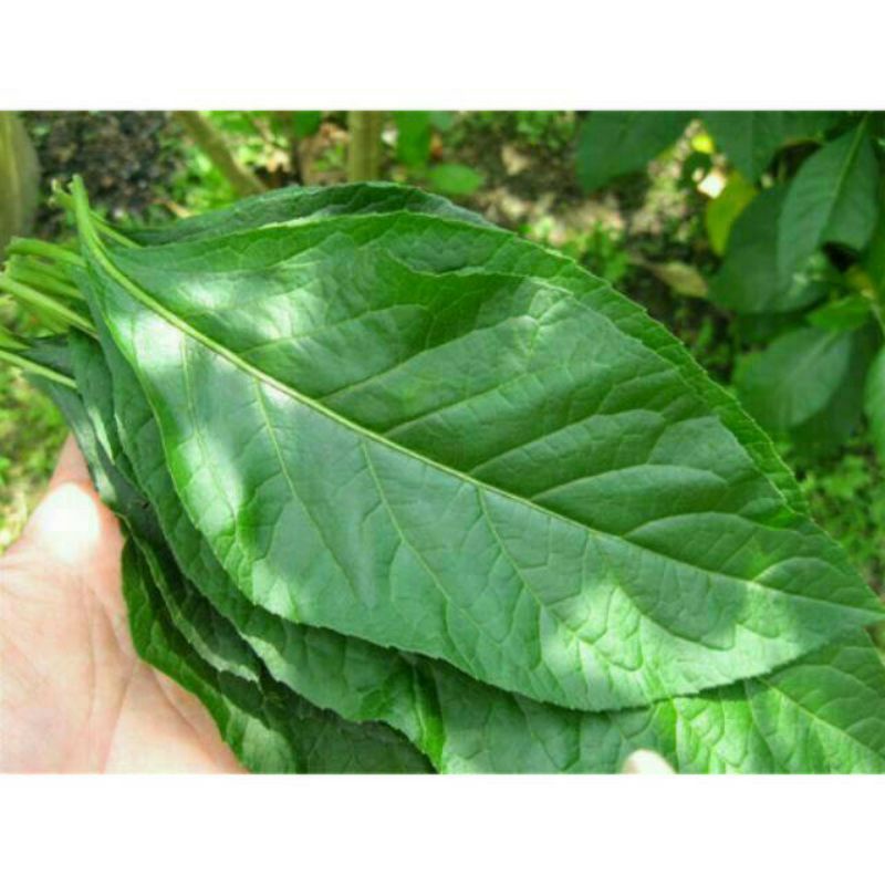 

daun Afrika segar fresh 500gram