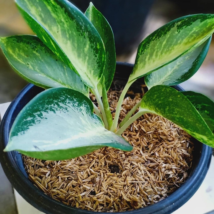 tanaman hias aglonema silver quen / sri rejeki silver - Taman alamm