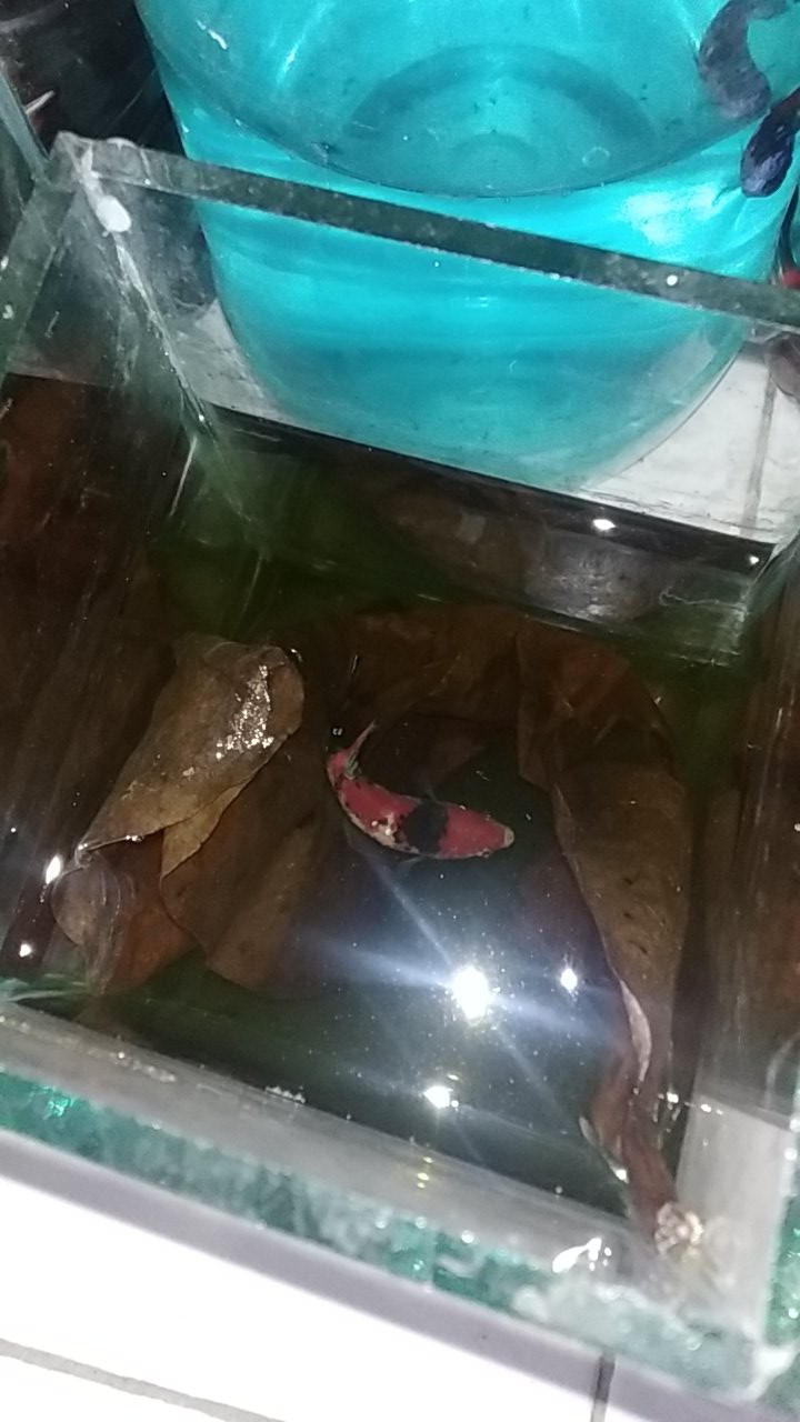 Drajat Batik Pria Lengan Panjang Full Furing Batik Solo Katun Halus Sragenan Hq Batik Joss Solo