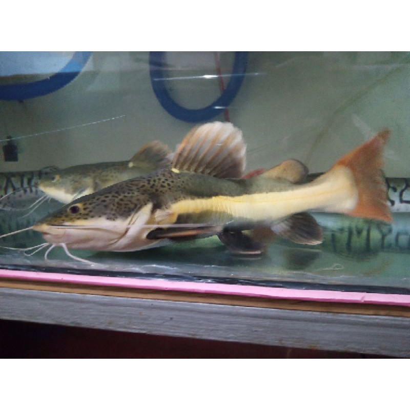 Ikan Redtail Catfish Rtc Jumbo Size Shopee Indonesia