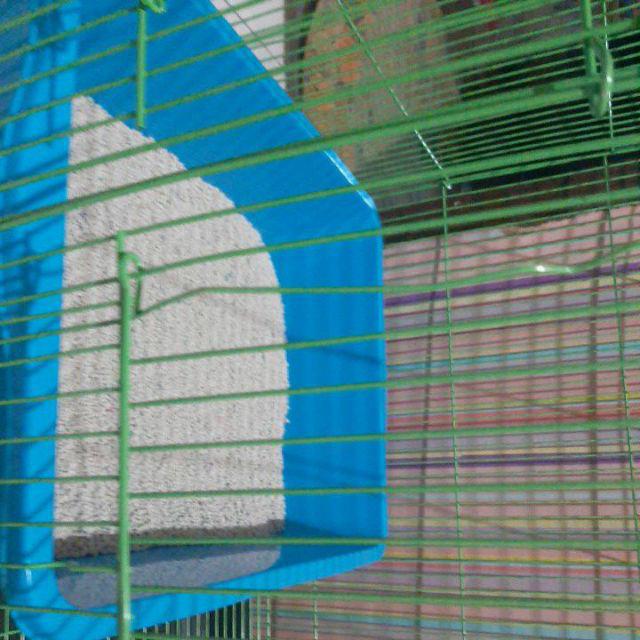 Kandan   g Kucing-Burung-Kelinci-Hamster-Sugar Glider Smart 2