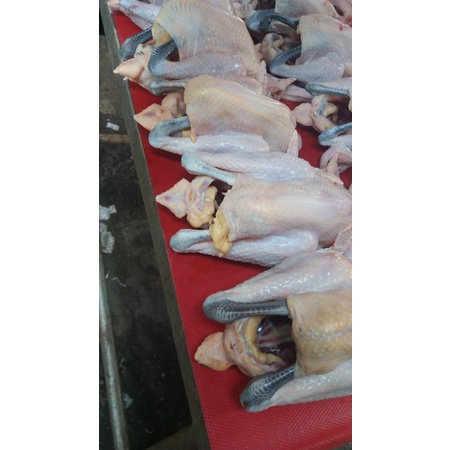 

Ayam Kampung Super Ukuran 1100 gram ( Berat Hidup )