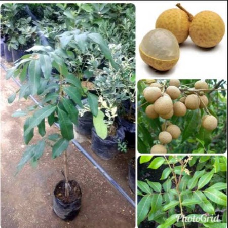 paket 4 bibit kelengkeng new kristal genjah