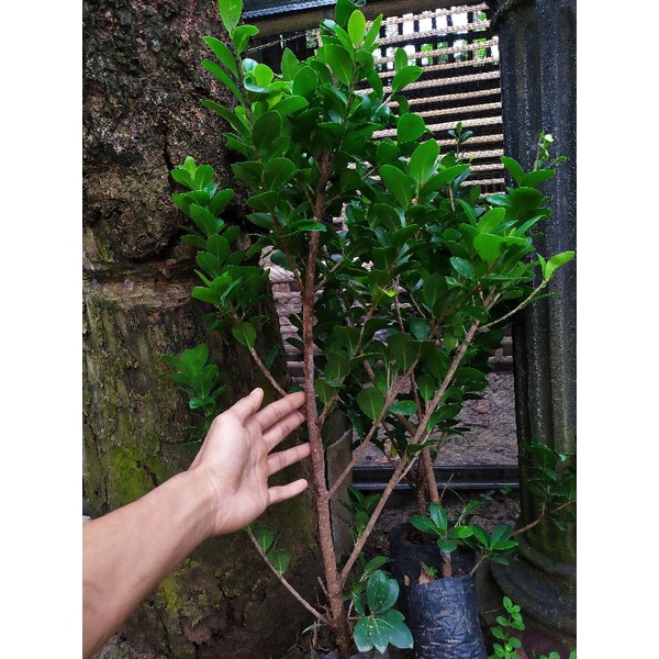 Bibit bonsai beringin kompakta murah