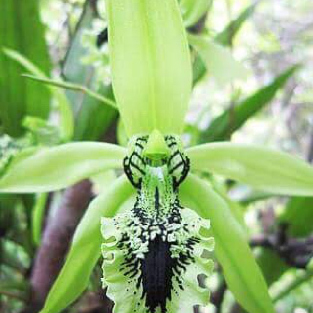 Anggrek hitam dewasa