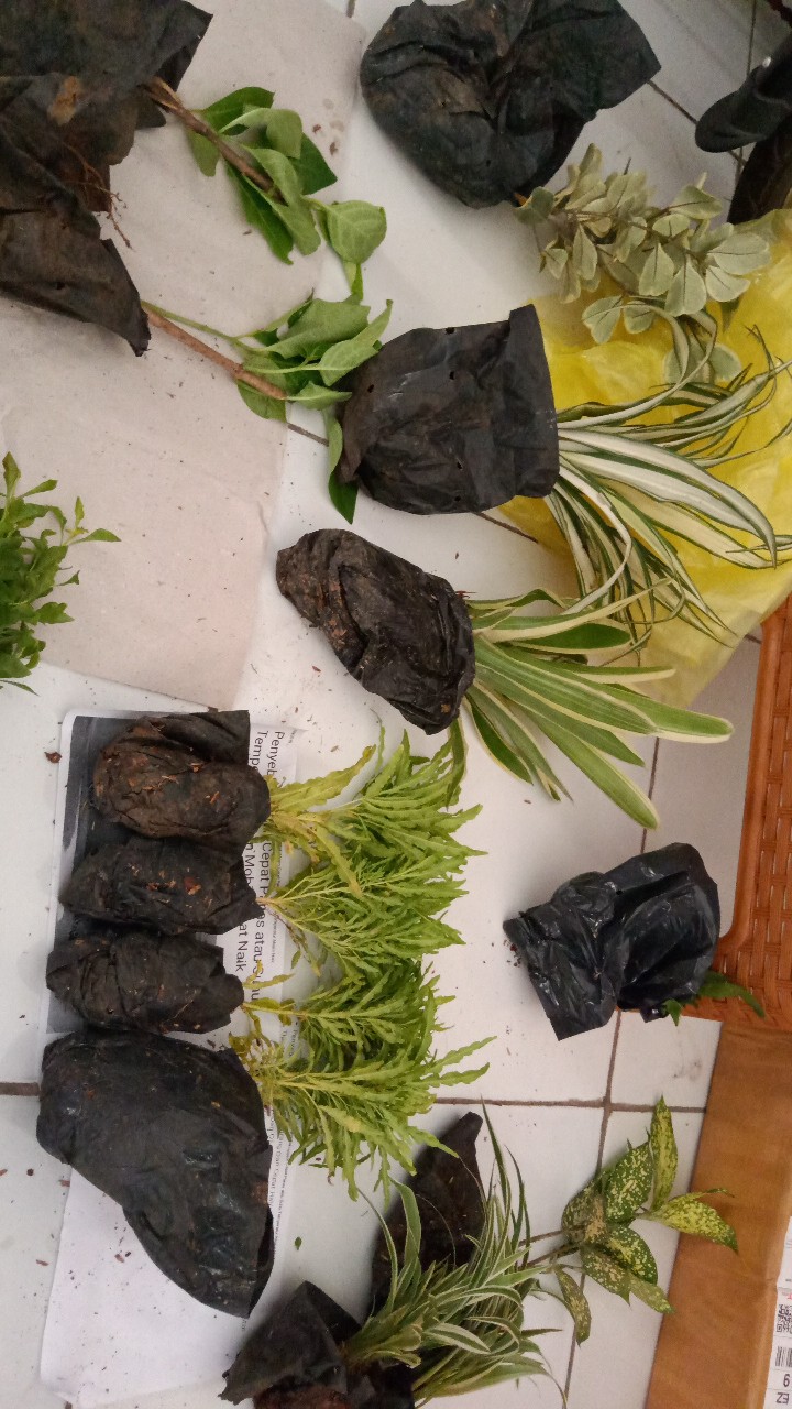 Tanaman Airis Tanaman Hias Iris