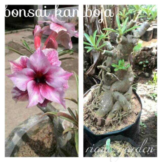 Bibit Bunga Kamboja Jepang Sudah Jadi Bonsai Shopee Indonesia