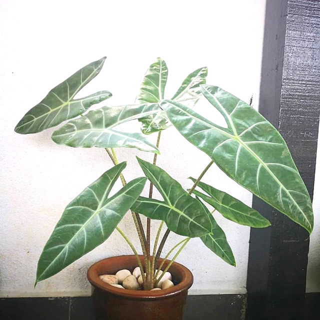 Tanaman hias alocasia sanderiana