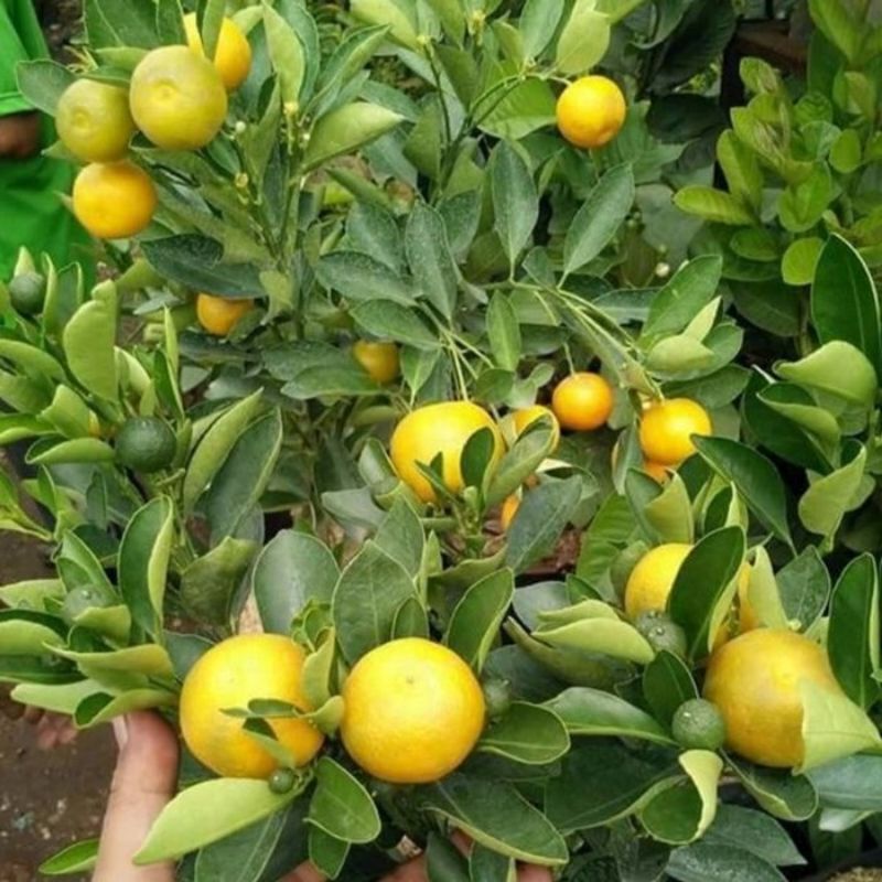 

Bibit Jeruk Kip Super Genjah Asli Okulasi Pendek Buah