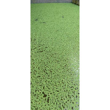 Azolla_Pakan_Unggas_&_ikan