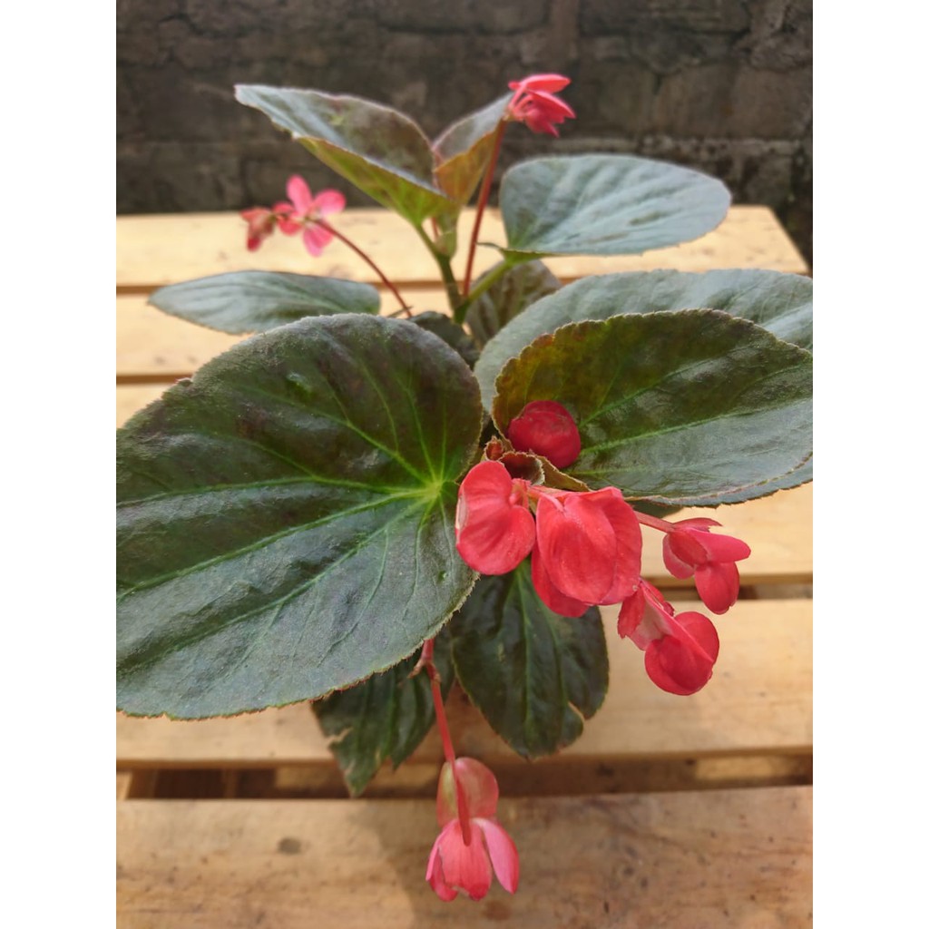 begonia jerman tanaman murah tanaman begonia jerman tanaman hias