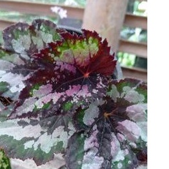 Begonia hijau silver daun/ begonia pelangi