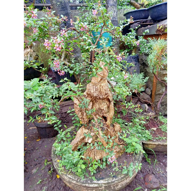 Bonsai Mikro Sakura/ Bunga Sakura (Dewasa)