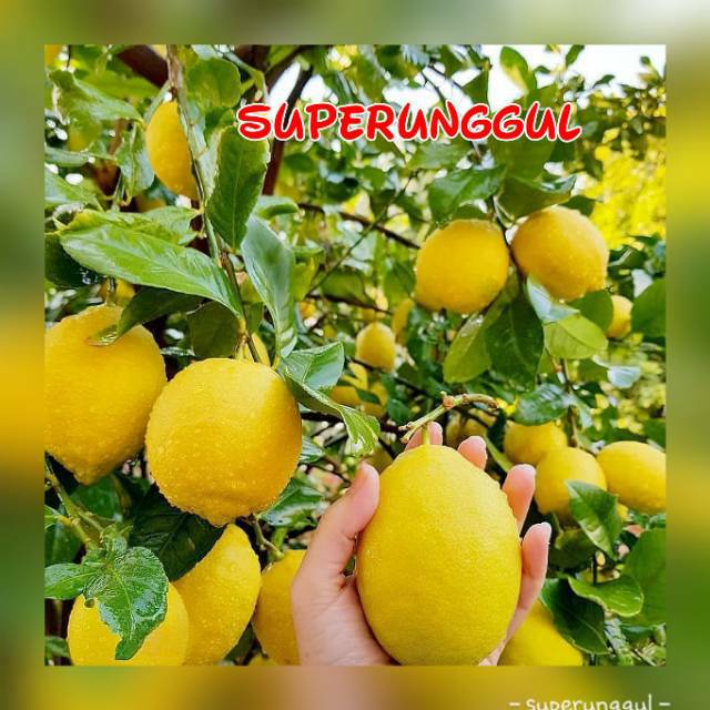 bibit lemon import super