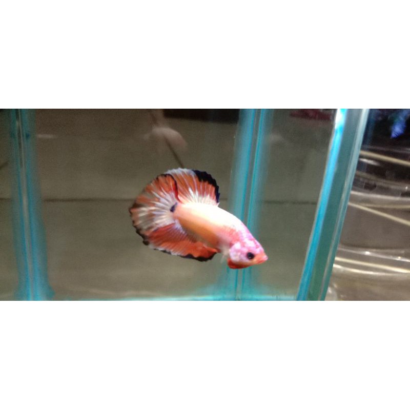 cupang hiasan HMDT bonsai