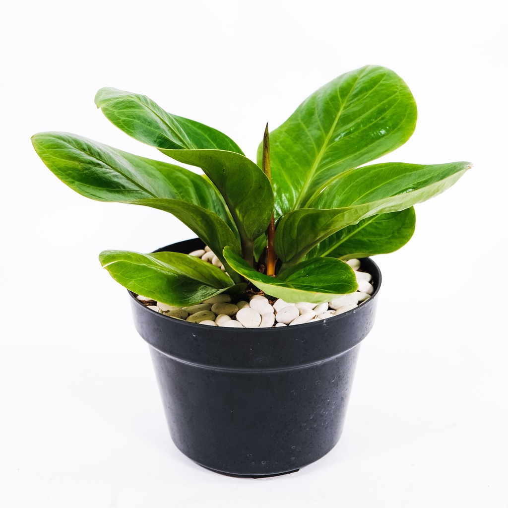 Anthurium Jemani Cobra