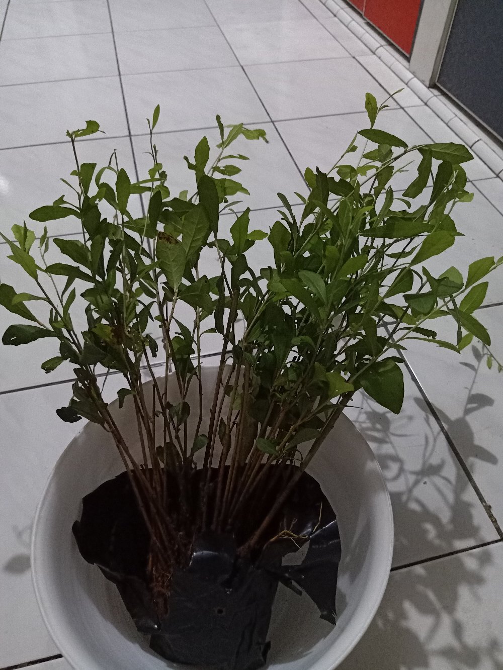 Pohon Lee Kwan Yew / Likuanyu Perbatang