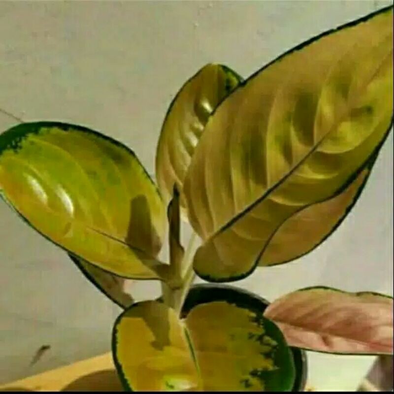 tanaman hias aglonema sultan brunai-Aglonema Sultan Brunai-AGLONEMA SULTAN BRUNAI PROMO SULTAN BRUNA