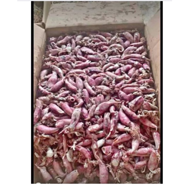 

CUMI ASIN 500 grm