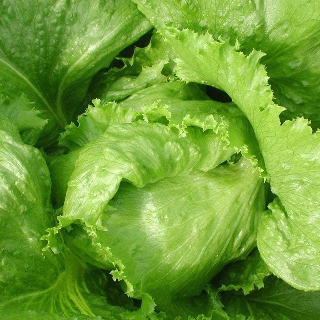 Benih Bibit Biji - Lettuce Green Krop Head Crisphead / Selada Bokor Hijau Seeds - Panen Dalam 75 Hari