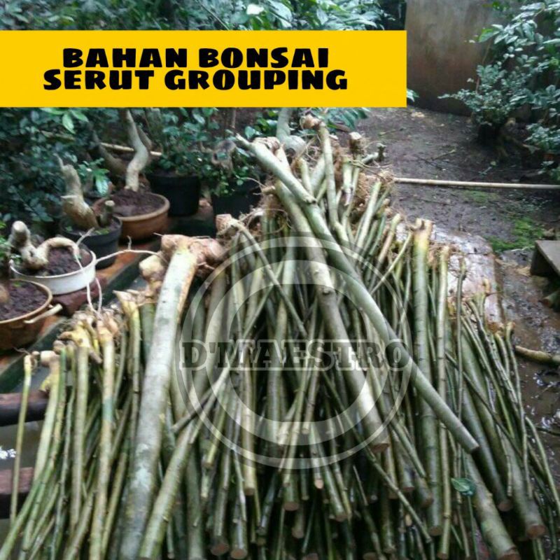 5 bahan bonsai serut grouping / bonsai serut