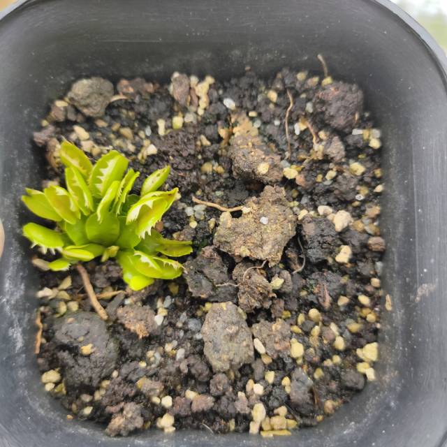 Tanaman Hias Karnivora Venus Flytrap Fused / fussed tooth