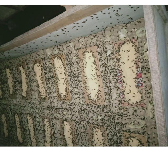 Harga Murah.. telur jangkrik kalung murah berkualitas bagus 1kg