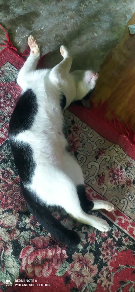 Spatula Kue Plastik Solet Souvenir Pernikahan Sodet Makanan Murah Baroque Mart