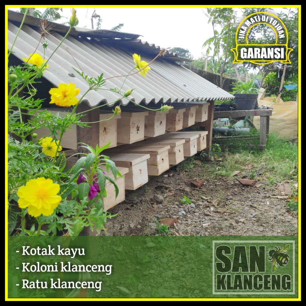 KLANCENG LEBAH TERNAK / BIBIT TRIGONA KELULUT / KOLONI MADU KLANCENG / TRIGONA TANPA SENGAT