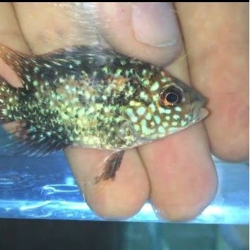 

PromoBurayak ikan louhan Super Red Texas 1-2CM Terlaris