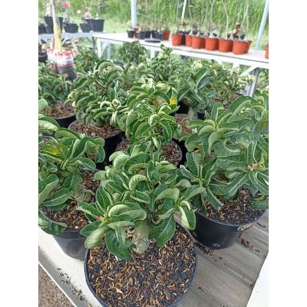 [PREMIUM] POHON Adenium | Pohon Adenium DHA | MAYDUZA | MINI RED TAIWAN | OBESUM DHA | RAYSH ADENIUM