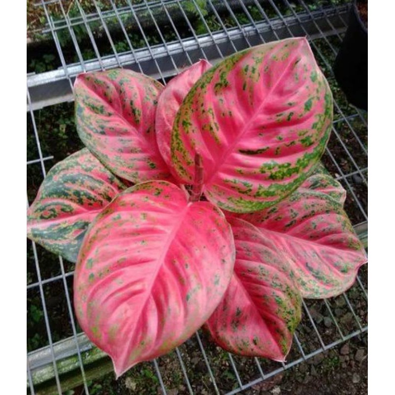 Tanaman hias Aglaonema Wulandari - aglonema - aglo