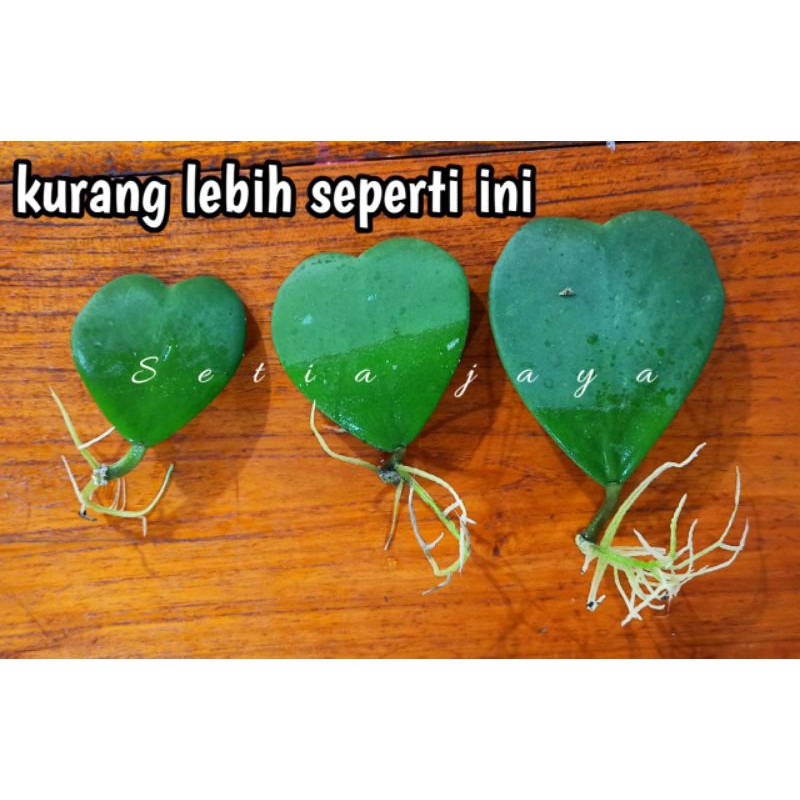 hoya love - daun love - hoya kerii - hoya love - varigata - hoya splash rare