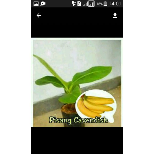 

Bibit Pisang Cavendish Kuning