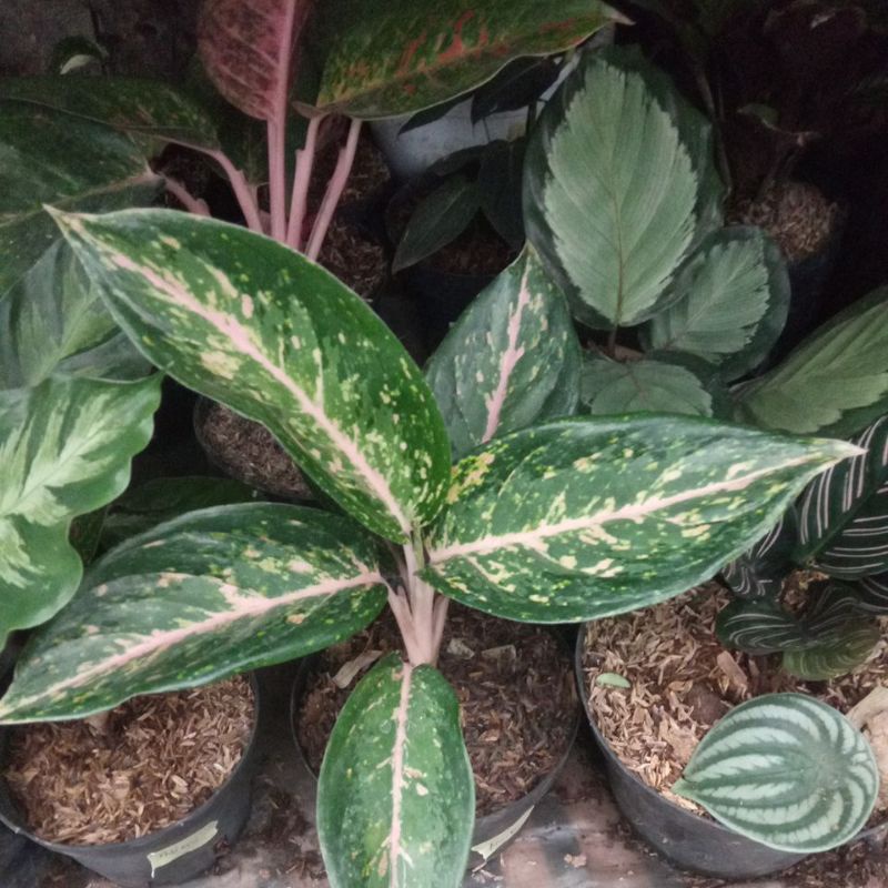 tanaman hias aglonema silver bell