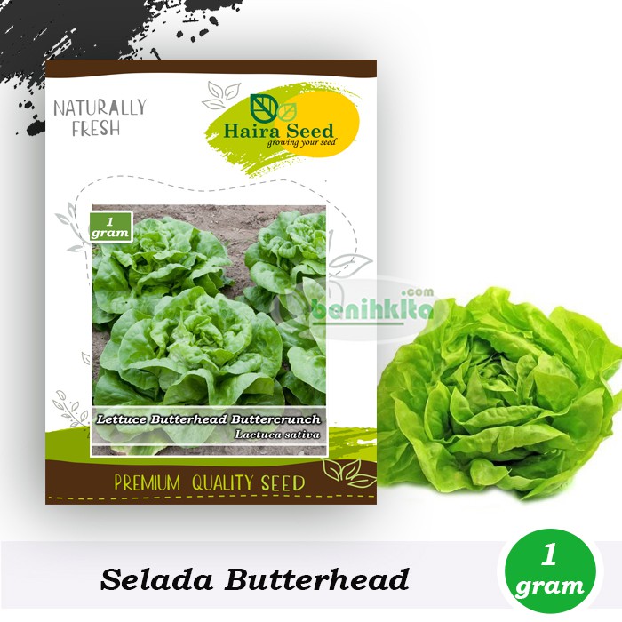 Benih-Bibit Selada Butterhead Buttercrunch (Haira Seed)