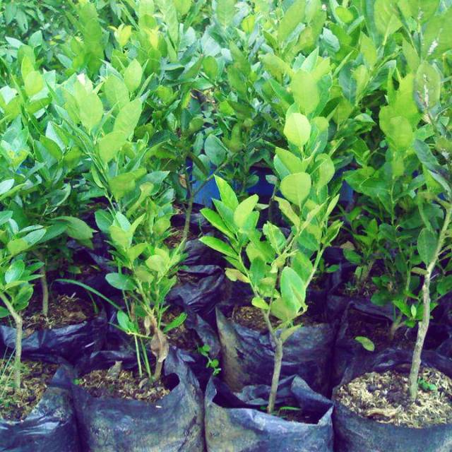 Bibit jeruk nipis unggul