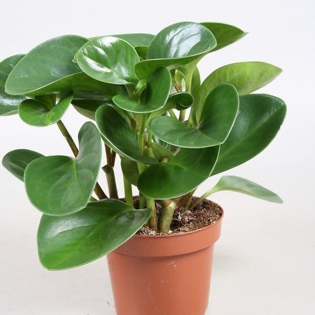 TANAMAN PEPEROMIA JADE PLANT HIJAU PEPEROMIA MURAH JADE PLANT