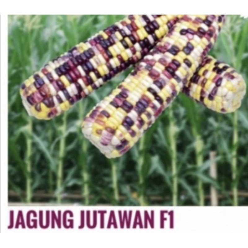 3 biji benih JAGUNG PELANGI JUTAWAN F1 / jagung rainbow bibit tanaman