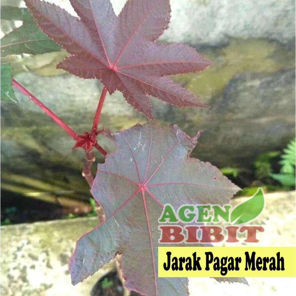 Bibit Pohon Jarak Merah