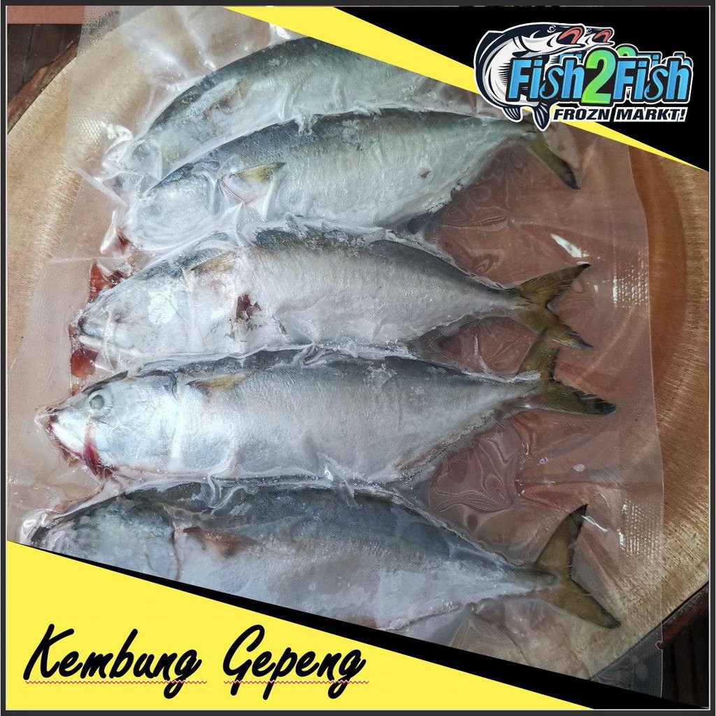 

Ikan Kembung Gepeng Frozen Beku