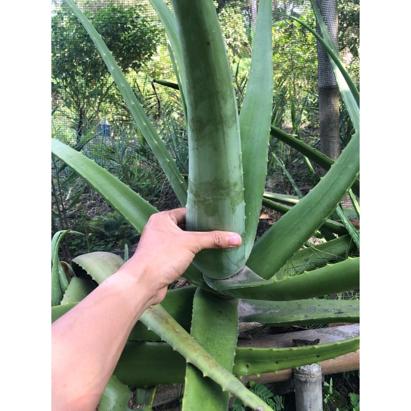 BIBIT LIDAH BUAYA JUMBO PONTIANAK