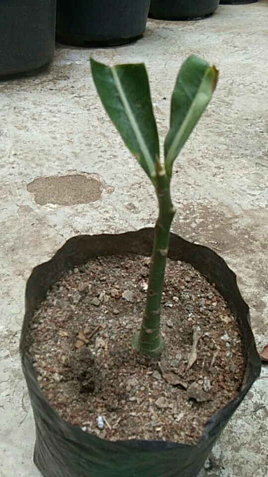 Tanaman Hias Adenium Kemboja Jepang/ Cabang Seribu