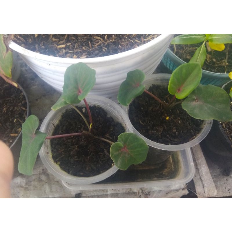 Keladi Hanoman Obong