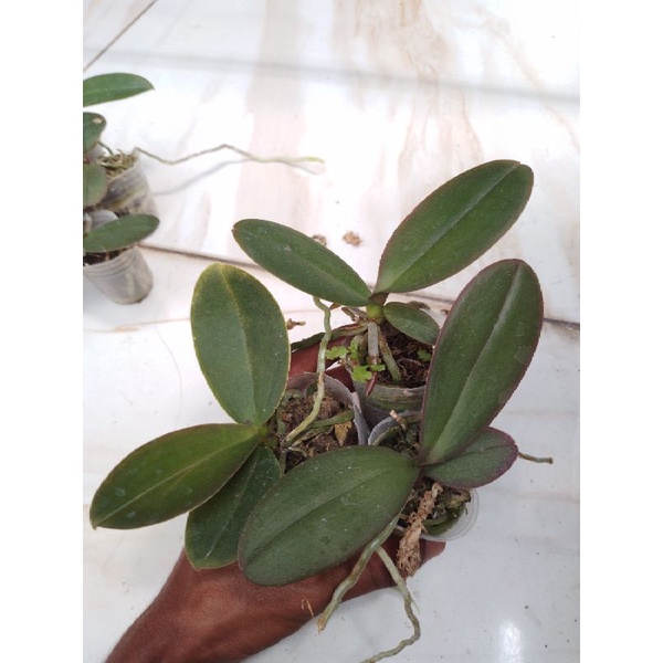 Bibit Anggrek Bulan Jumbo Murah ❗Mohon Membaca Deskripsi❗