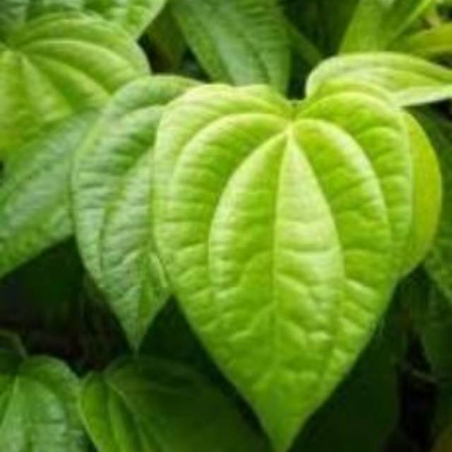 

Daun sirih segar