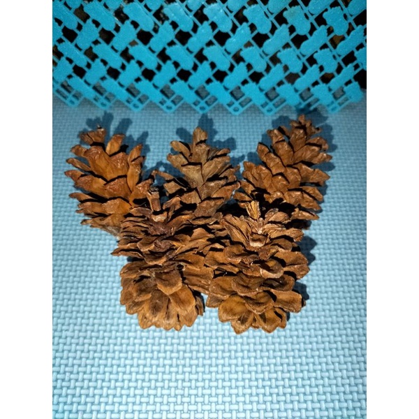 Jual pine cone gigitan hamster / hamster chew toy Shopee Indonesia