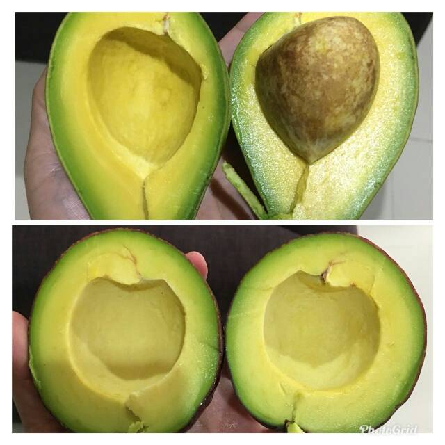 

Alpukat Mentega Super